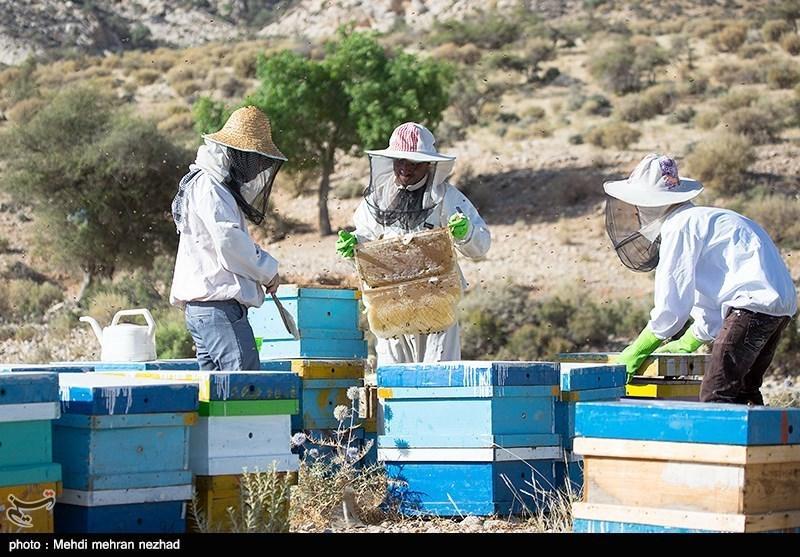 اصفهان، صادرات 7 تنی عسل شهرضا به کشورهای شرق آسیا